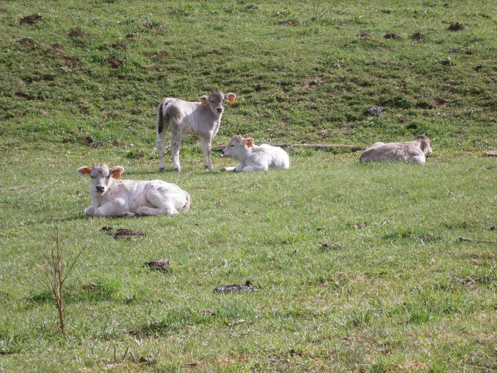 Turisme Rural Lo Palle De Cal Bosch Llagunes